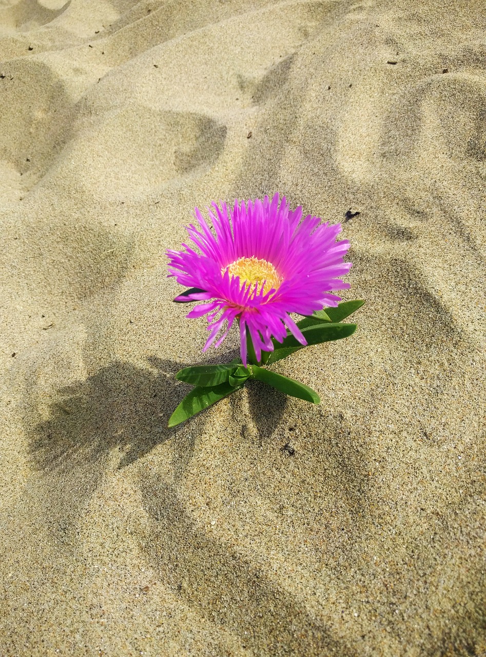 薄荷甜 第41页